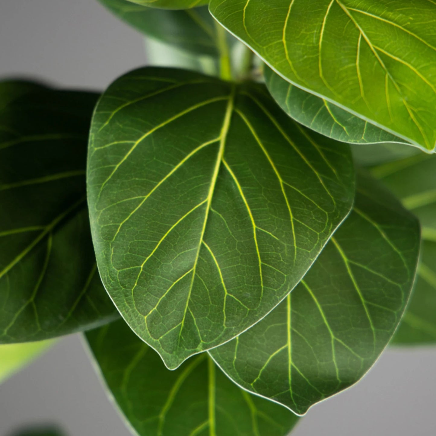76-135cm(53.1in) Artificial Ficus Tree Moraceae Plants Tropical Banyan Leaves For Indoor Outdoor Office Room Farmhouse Bonsai