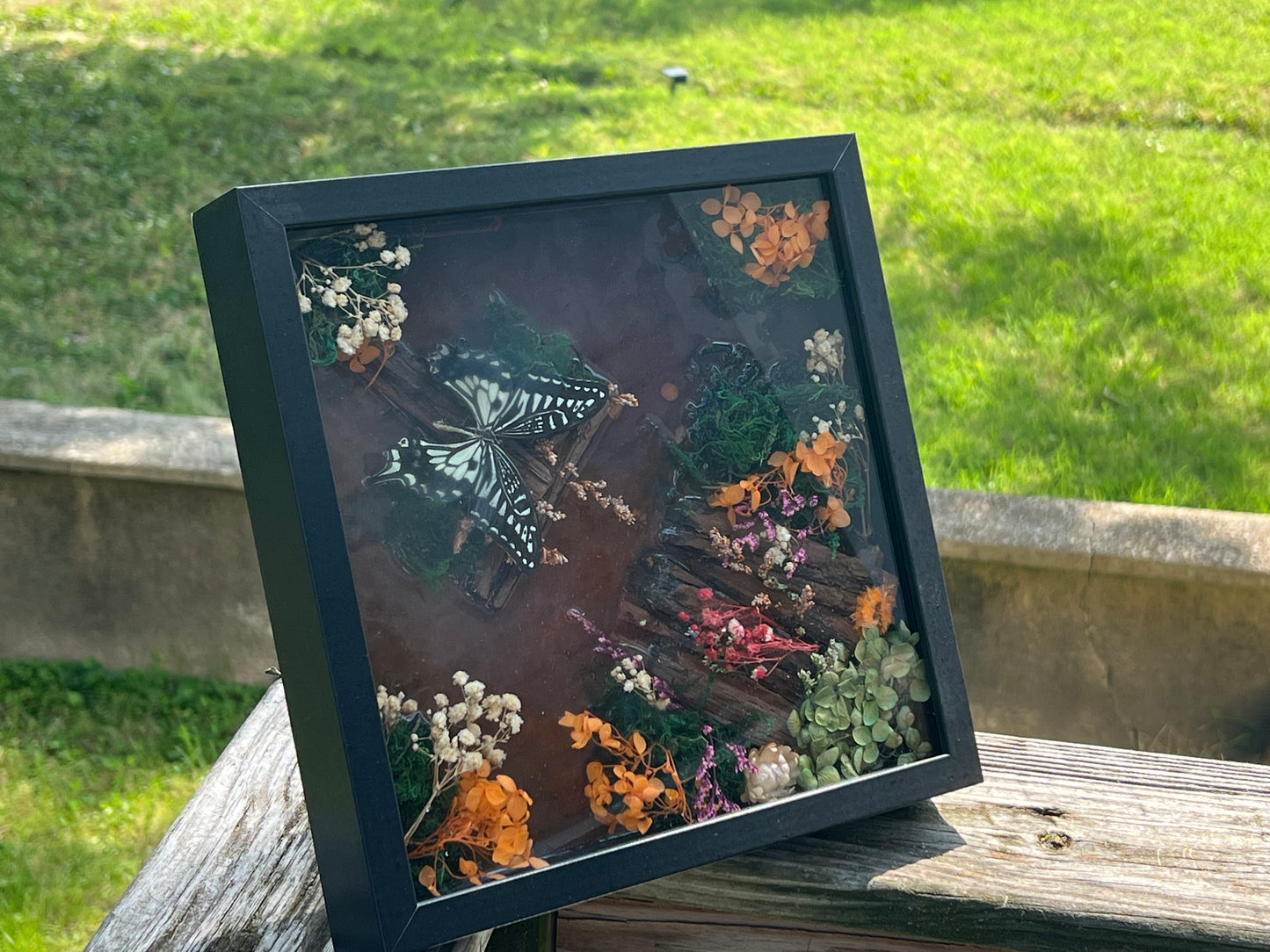 Framed Butterfly Diorama – Black Shadow Box with Preserved Butterfly and Dried Florals