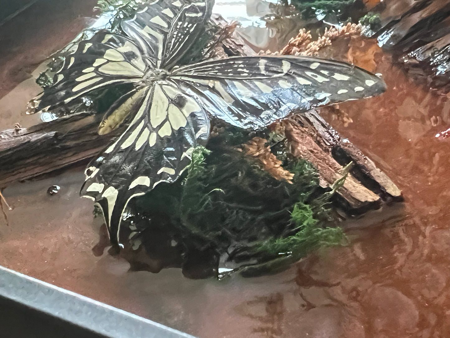 Framed Butterfly Diorama – Black Shadow Box with Preserved Butterfly and Dried Florals